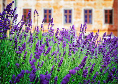Image of a garden cultivation of fresh lavender.の写真素材