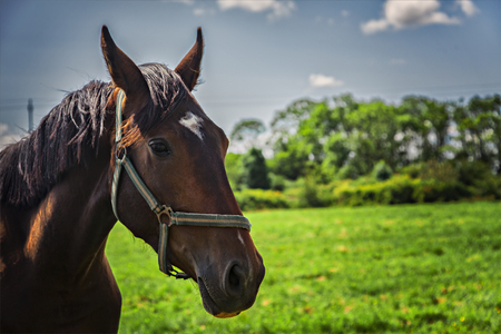 Image of a brown horse on a grassy field.の写真素材