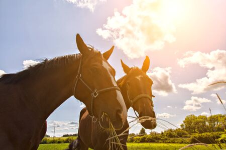 Image of two horses in a pen eating grass.の写真素材