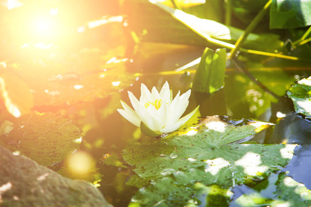 Image of a water lilly in a pond.の写真素材