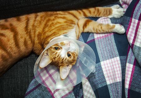 Image of cat wearing neck cone.の写真素材