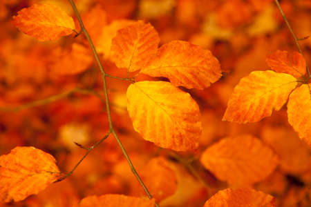 Image of autumn leaves background.の写真素材
