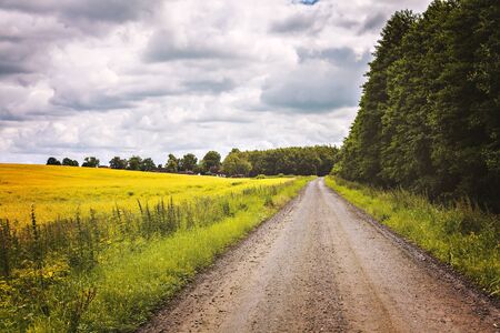 Image of yellow field by rural dirt road.の写真素材