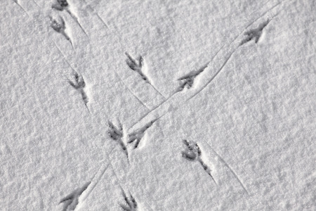 Image of bird tracks in the snow.の写真素材