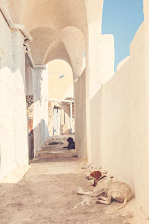 Image of dogs resting in the shade on a back street. Santorini, Greece.の写真素材