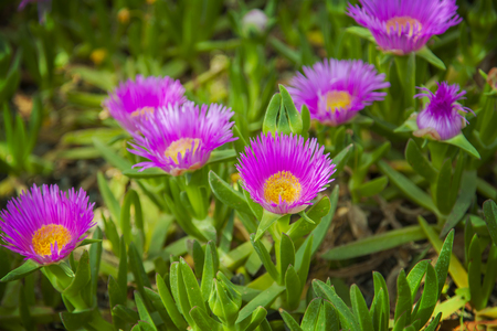 Image of a sea fig or ice plant, the Carpobrotus edulis.の写真素材