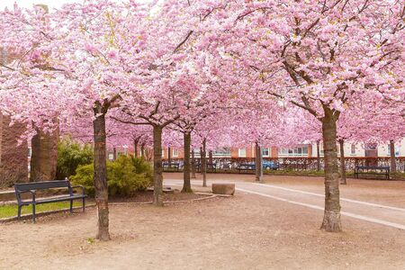 Image of park with cherry trees. Helsingborg, Sweden.の写真素材