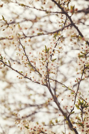 Image of springtime apple blossom. Shallow depth of field.の写真素材