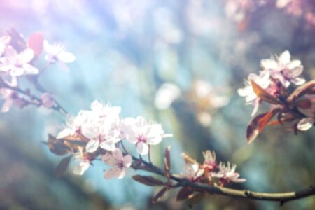 Image of blurred background with cherry blossom branches.の写真素材