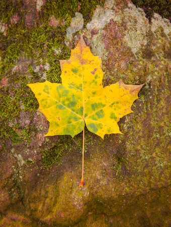 Image of one autumn leaf on mossy bark. 