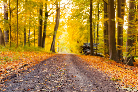 Image of autumn forest trail. Shallow depth of field.の写真素材