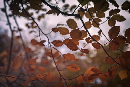 Image of autumn branches backgorund.
