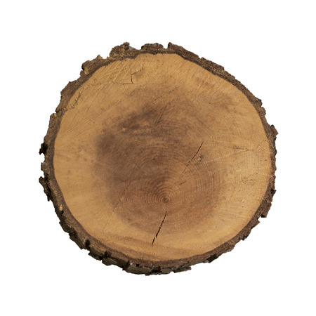 Image of an isolated slice of wood from tree trunk. の写真素材