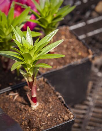 Image of plant seedlings at plant nursery. の写真素材