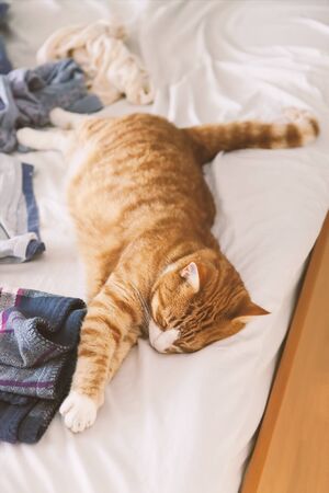 Image of red cat sleeping on bed. Shallow depth of field.の写真素材