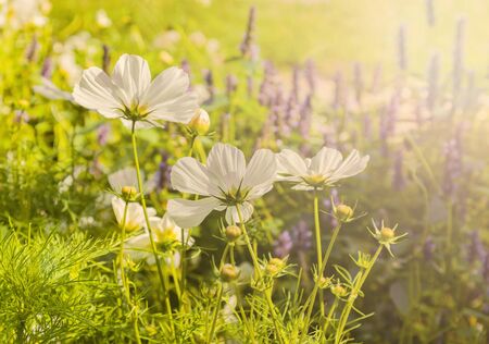 Image of white dainty flowers in summer field. の写真素材