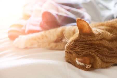Image of red cat relaxing on bedin the sunshine. Shallow depth of field.の写真素材