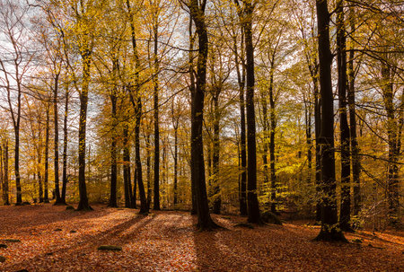 Bright autumnal colours in forest with trees. の写真素材