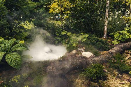 Forest pond with mysterious smoke.の写真素材