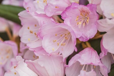 Delicate Rhodedendron bush with pink flowers. Shallow depth of field.の写真素材