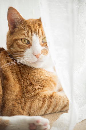Ginger cat resting on florr in home environment.の写真素材