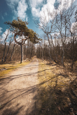 Path leading to the forest. Angelholm, SWEDEN.の写真素材