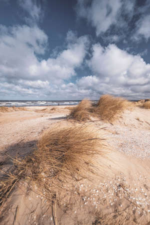 Sand dunes at Swedish beach.の写真素材