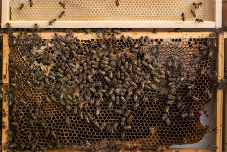 Closeup look at beehive at work.の写真素材