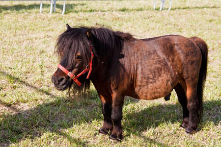 mini dwarf horse in a pasture at a farm の写真素材