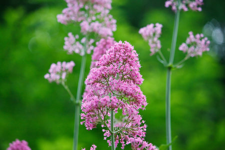 Pink inflorescence in bunches