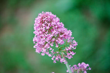 Pink inflorescence in bunchesの写真素材