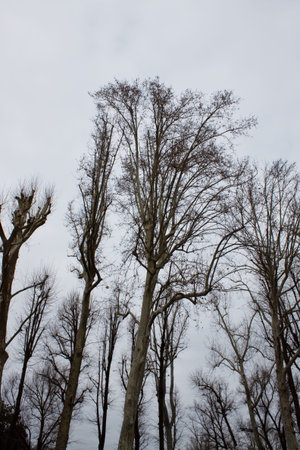 Winter frozen tree 