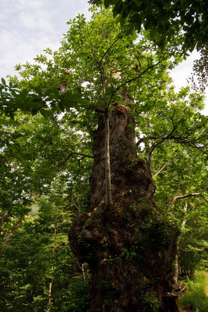 A grand chestnut tree 