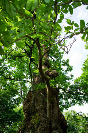 A grand chestnut tree 