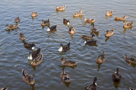Ducks with orange beak の写真素材