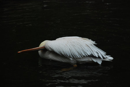 pelicanの写真素材