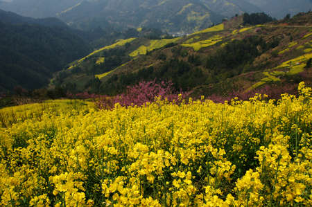 Hillside open rape in wuyuan of Chinaの写真素材