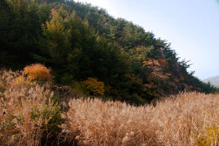 beautiful autumn scenery of Chinaの写真素材