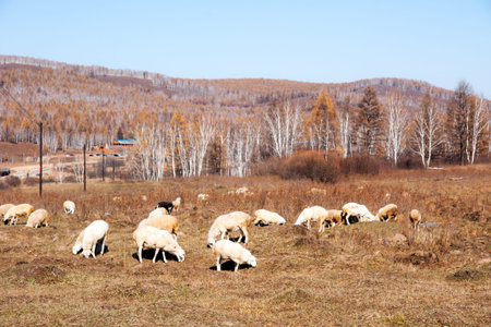 Prairie autumn