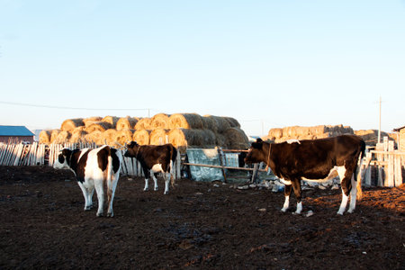 Bovine cattle out of the loopの写真素材