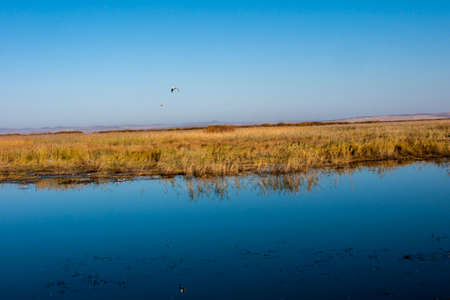Wetlands Seagullの写真素材