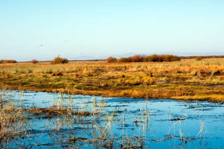 Wetlands Seagullの写真素材