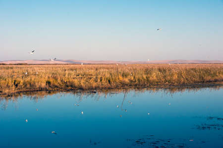 Wetlands Seagullの写真素材