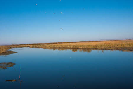Wetlands Seagullの写真素材