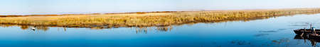 Wetlands Seagull(panorama)の写真素材