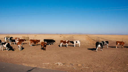 Autumn pastureの写真素材