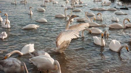 White Swanの写真素材