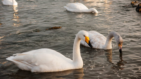 White Swanの写真素材