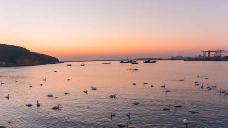 White Swanの写真素材