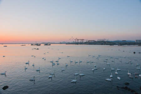 White Swanの写真素材